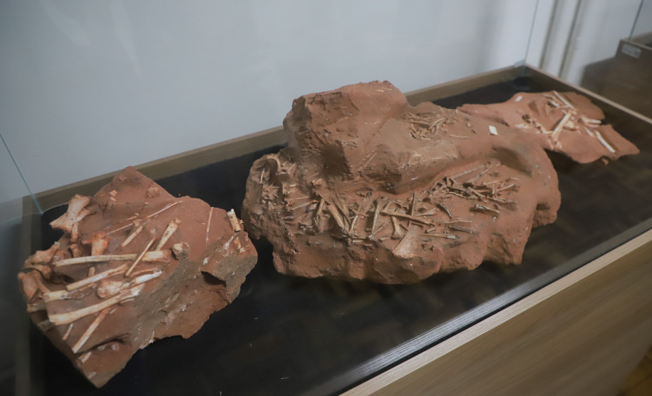 Vale dos Dinossauros: Cruzeiro do Oeste recebe título e destaca Paraná em turismo científico