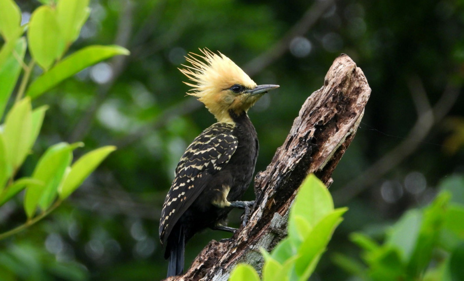 Ação científica de observação de aves vai ocorrer em 9 Unidades de Conservação do Paraná
