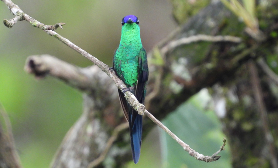Ação científica de observação de aves vai ocorrer em 9 Unidades de Conservação do Paraná