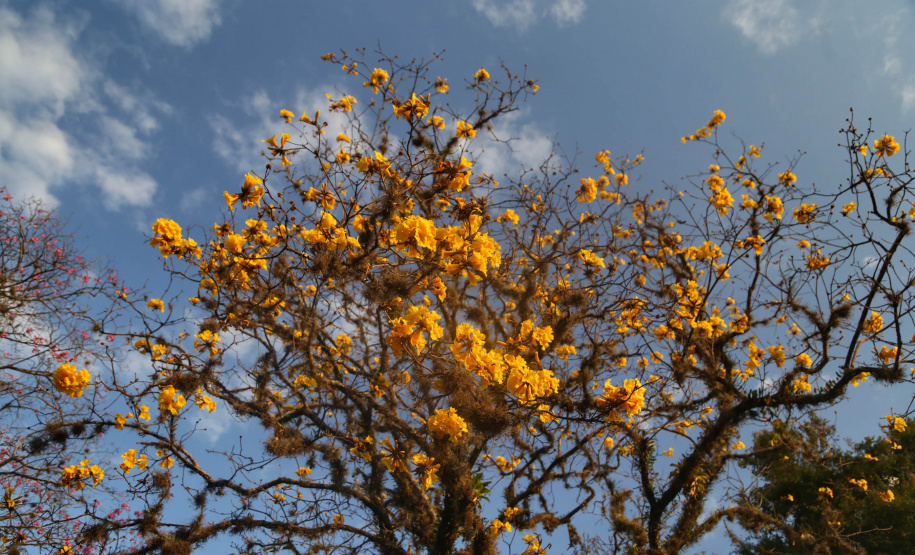 SESA ORIENTA ALERGIAS PRIMAVERA