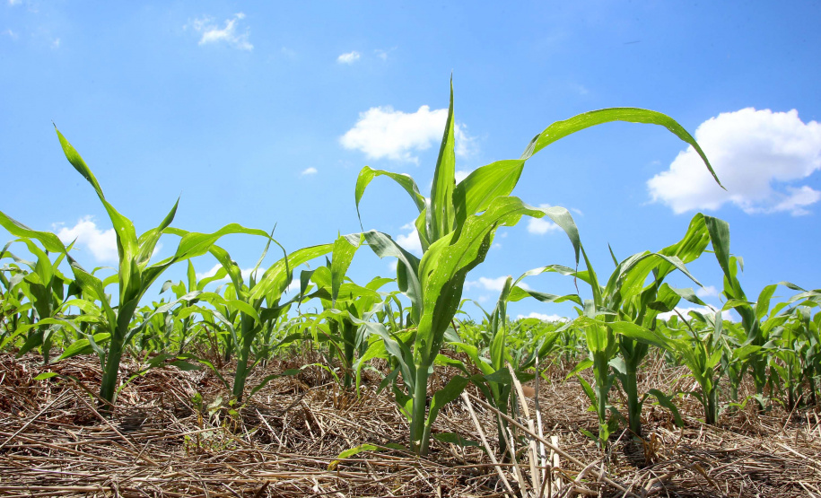Governo renova Fundo de Aval Rural para garantia em financiamentos à agricultura familiar
