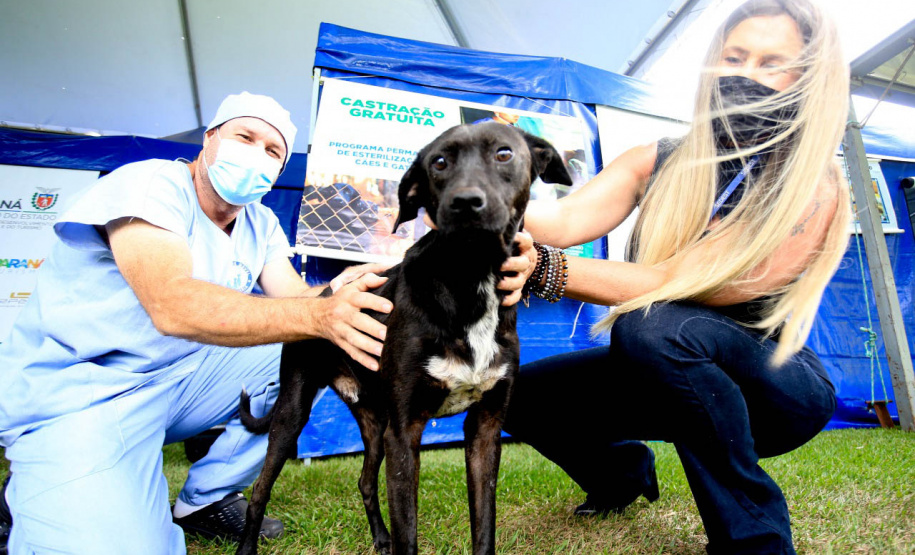 Programa Castrapet Paraná será retomado em novembro com o atendimento de mais de 35 mil animais, entre cães e gatos