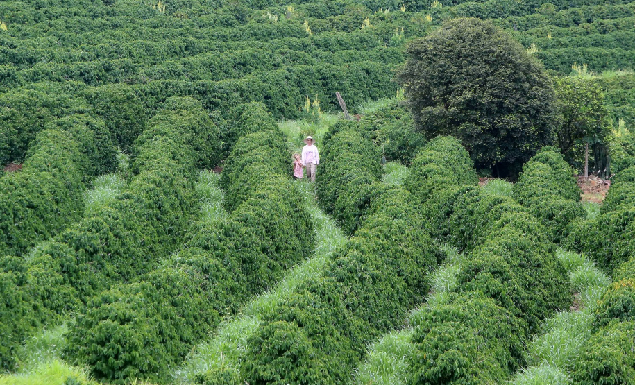 Governo renova Fundo de Aval Rural para garantia em financiamentos à agricultura familiar