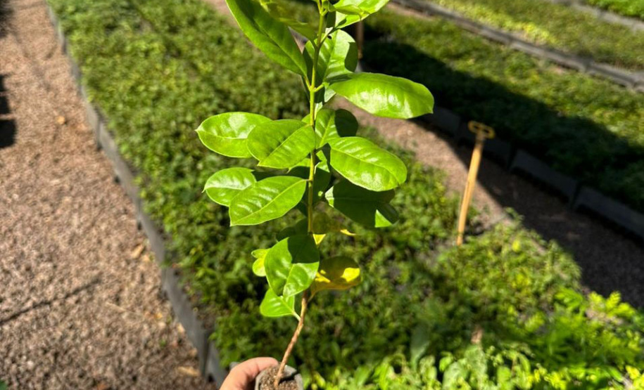 Com foco na valorização de boas práticas ambientais, Selo Clima Paraná 2024 vai ocorrer em dezembro