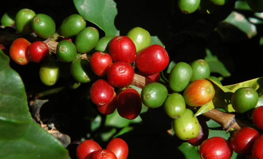 Concurso Café Qualidade Paraná dá início ao julgamento dos lotes inscritos