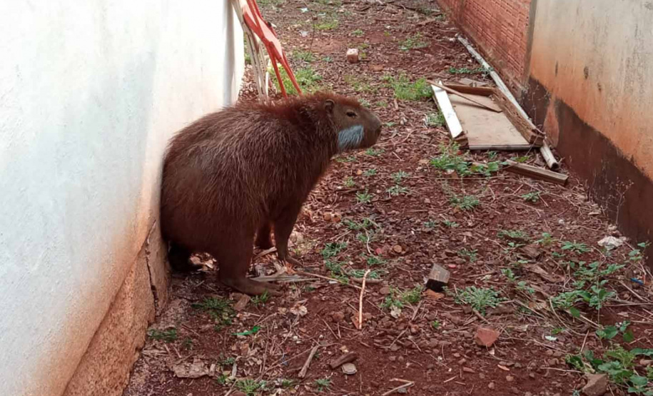 Após passar por tratamento veterinário, capivara voltou para a natureza nesta quarta-feira (9)