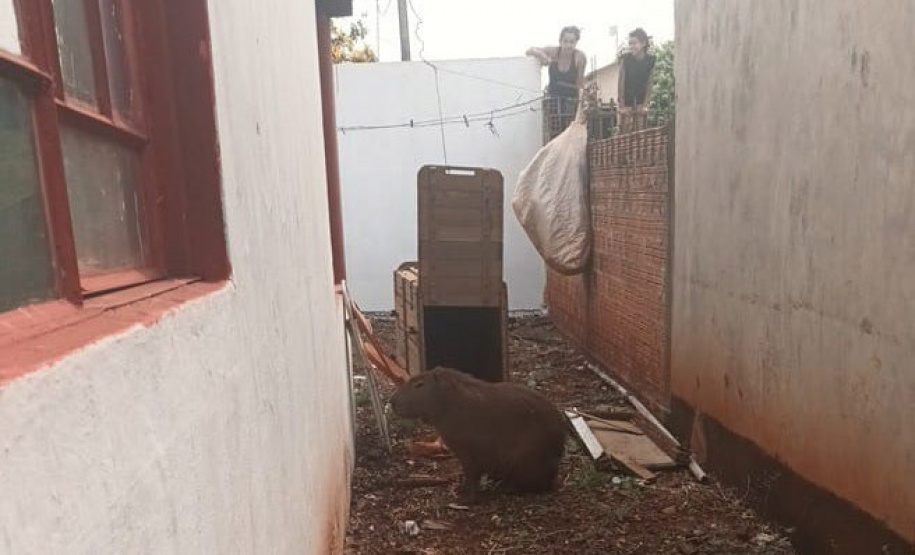 Após passar por tratamento veterinário, capivara voltou para a natureza nesta quarta-feira (9)