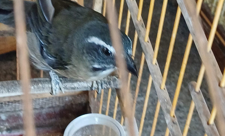 IAT PÁSSAROS UMUARAMA