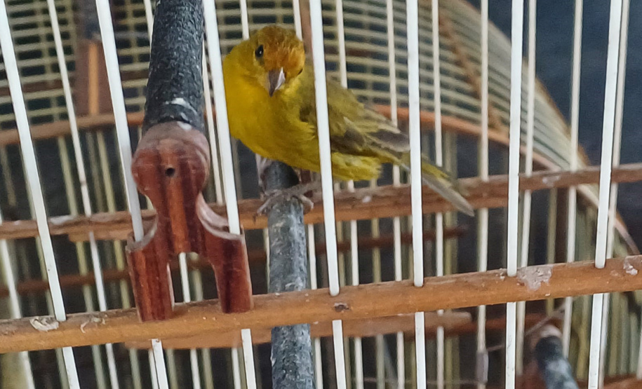 IAT PÁSSAROS UMUARAMA