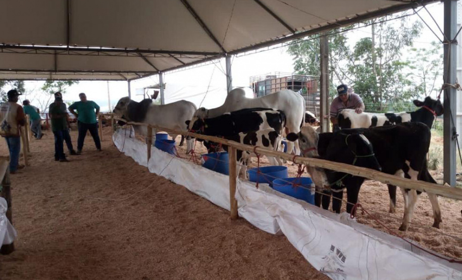 Exposições aquecem economia e movimentam alto fluxo de turistas ao redor do Paraná