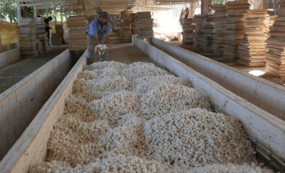 Inscrições para o Concurso Seda Paraná terminam no próximo mês