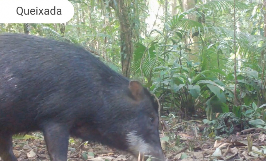 Áreas preservadas pela Copel são refúgio para reprodução de grandes mamíferos ameaçados