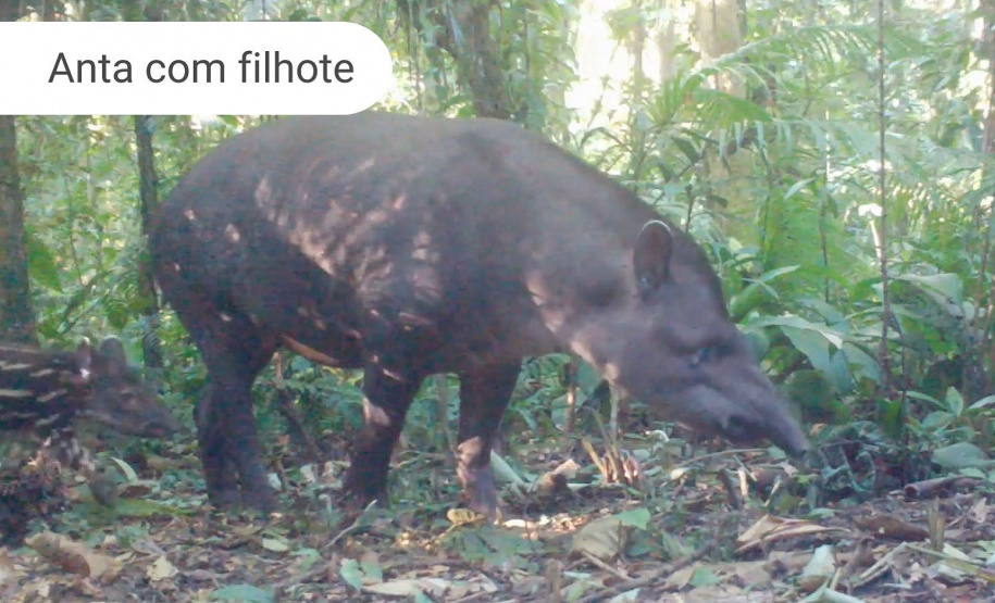 Áreas preservadas pela Copel são refúgio para reprodução de grandes mamíferos ameaçados