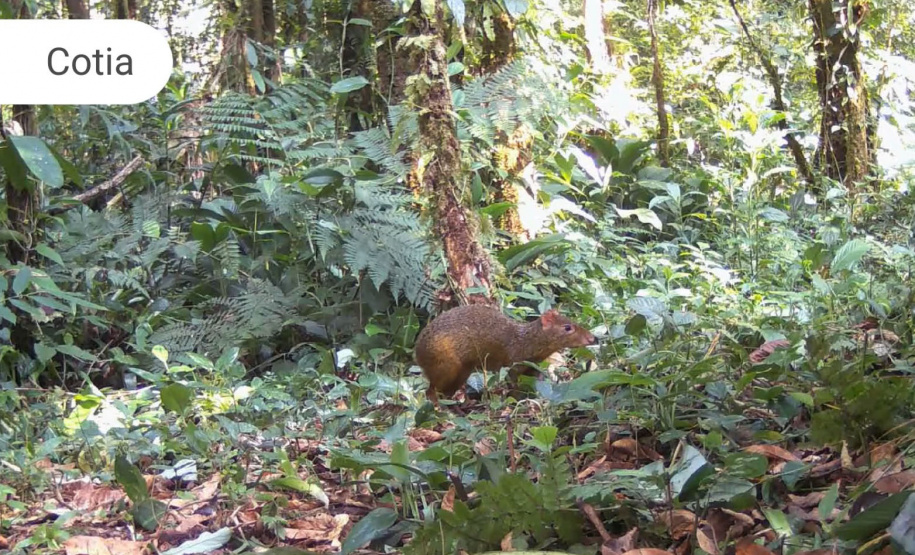 Áreas preservadas pela Copel são refúgio para reprodução de grandes mamíferos ameaçados