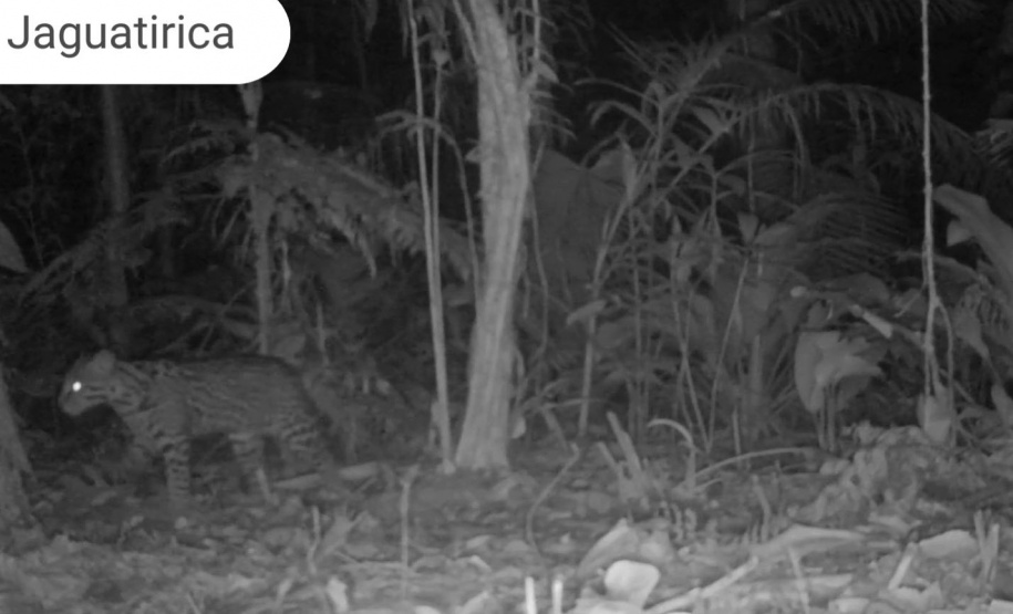 Áreas preservadas pela Copel são refúgio para reprodução de grandes mamíferos ameaçados