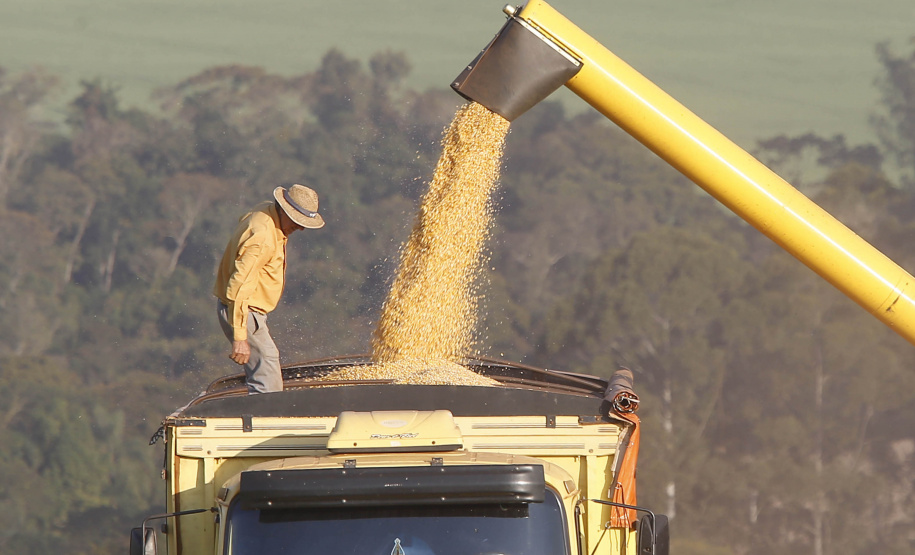 Produtores de milho paranaenses têm melhor remuneração