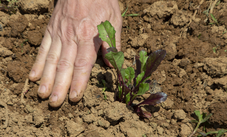 O produtor rural Luiz Claudio Ravaglio da Rocha, de São José dos Pinhais, foi um dos beneficiados com o programa municipal de certificação de orgânicos, que tem a parceria do Tecpar.