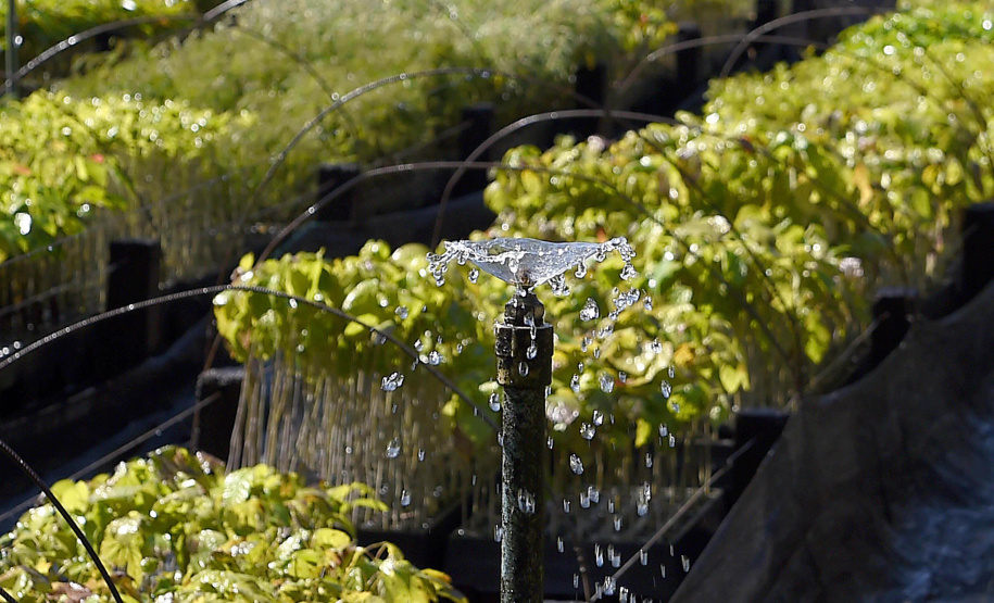 Governo do Estado plantou mais de 123 mil mudas de espécies nativas em pequenos municípios do Paraná.