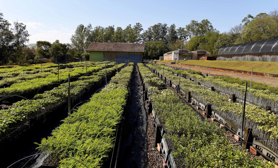 Governo do Estado plantou mais de 123 mil mudas de espécies nativas em pequenos municípios do Paraná.