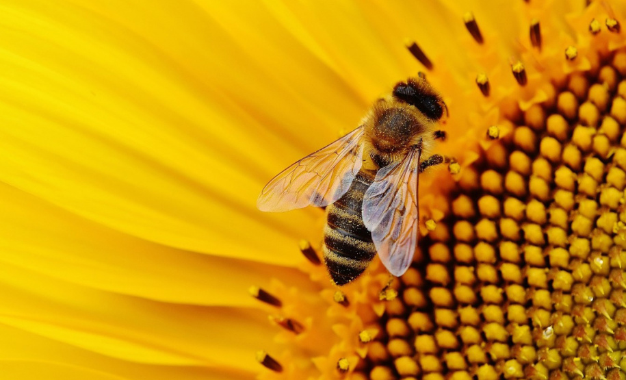 IDR CADEIA DE MEL PATO BRANCO