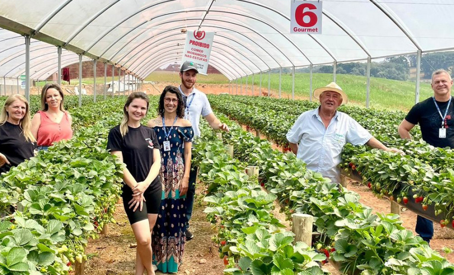 Treino visita para o cultivo de morango dá bons resultados na Região Metropolitana de Curitiba
