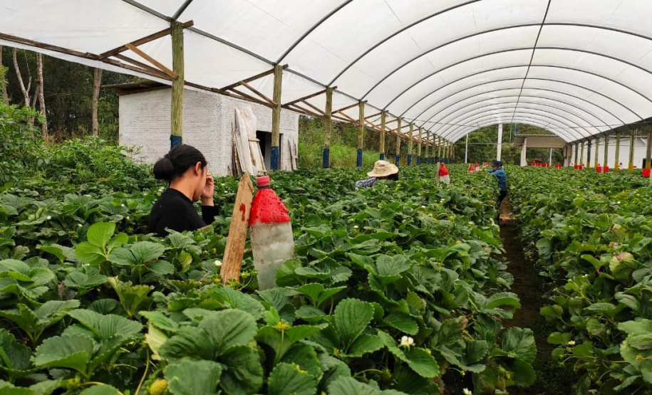 Treino visita para o cultivo de morango dá bons resultados na Região Metropolitana de Curitiba