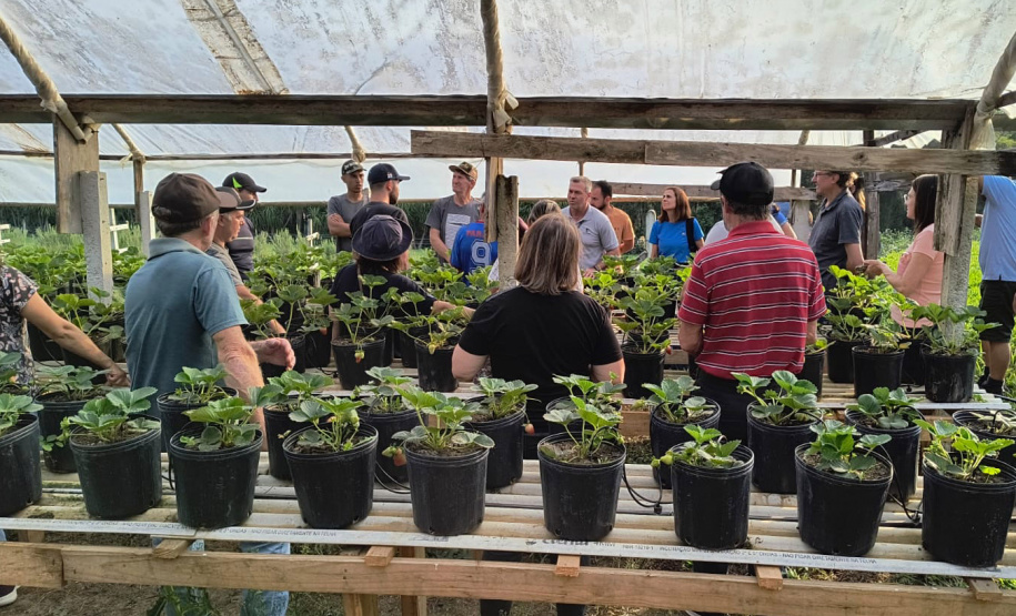 Treino visita para o cultivo de morango dá bons resultados na Região Metropolitana de Curitiba