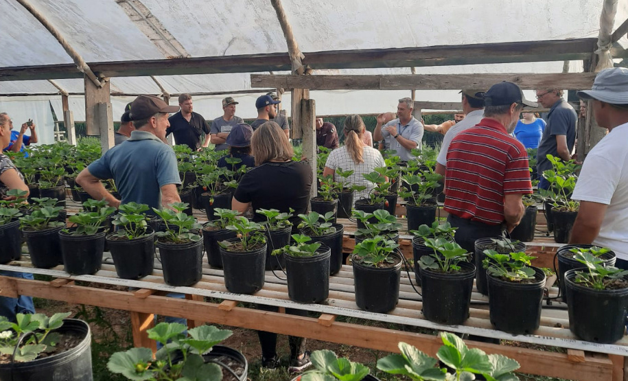 Treino visita para o cultivo de morango dá bons resultados na Região Metropolitana de Curitiba