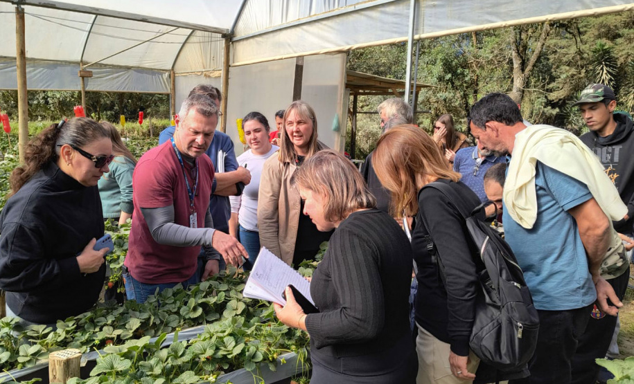 Treino visita para o cultivo de morango dá bons resultados na Região Metropolitana de Curitiba