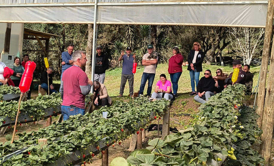 Treino visita para o cultivo de morango dá bons resultados na Região Metropolitana de Curitiba