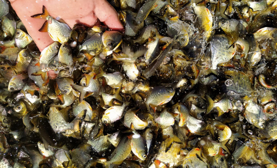 Novo ciclo do Rio Vivo vai soltar 2,6 milhões de peixes nativos nas bacias do Paraná
