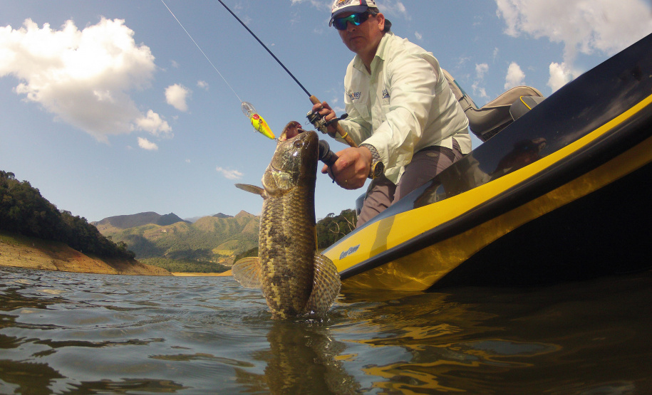 Novo ciclo do Rio Vivo vai soltar 2,6 milhões de peixes nativos nas bacias do Paraná