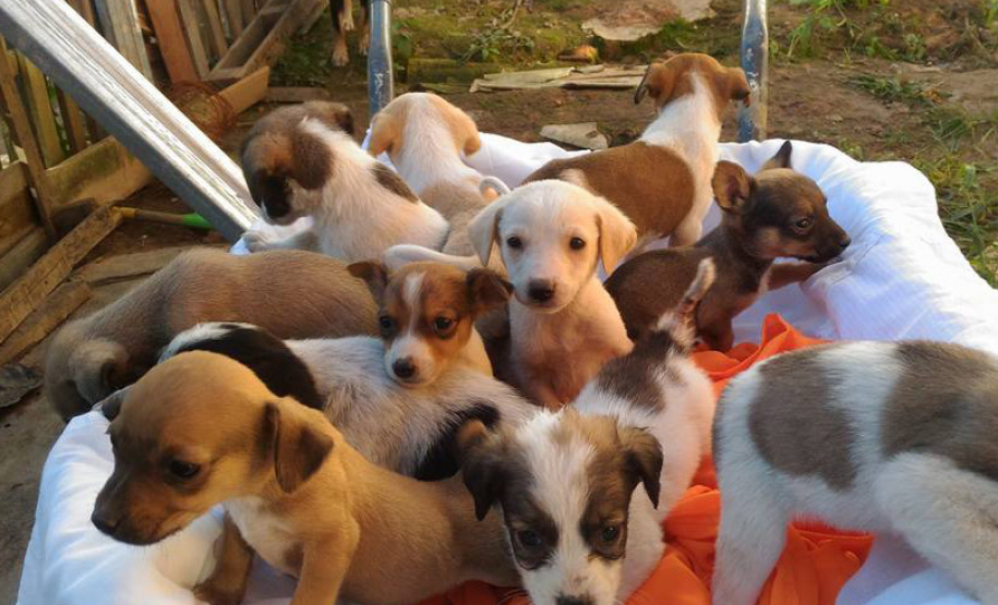 Nota Paraná entrega prêmios de R$ 5.000 para entidades de 21 cidades