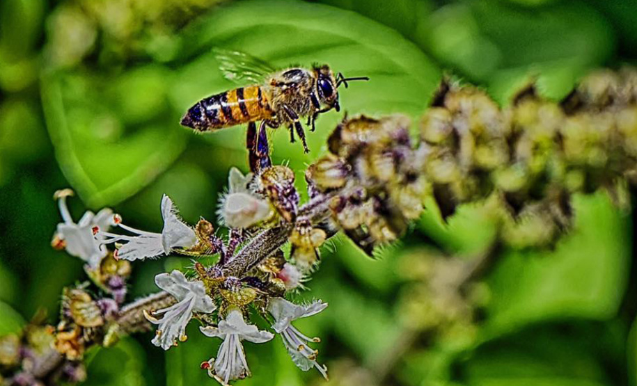 IAT POLINIZA PARANÁ