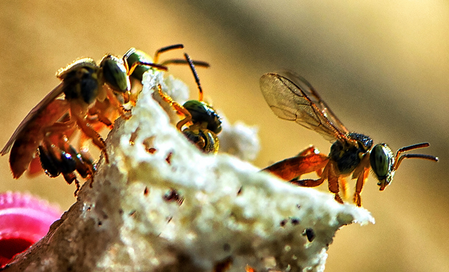 IAT POLINIZA PARANÁ