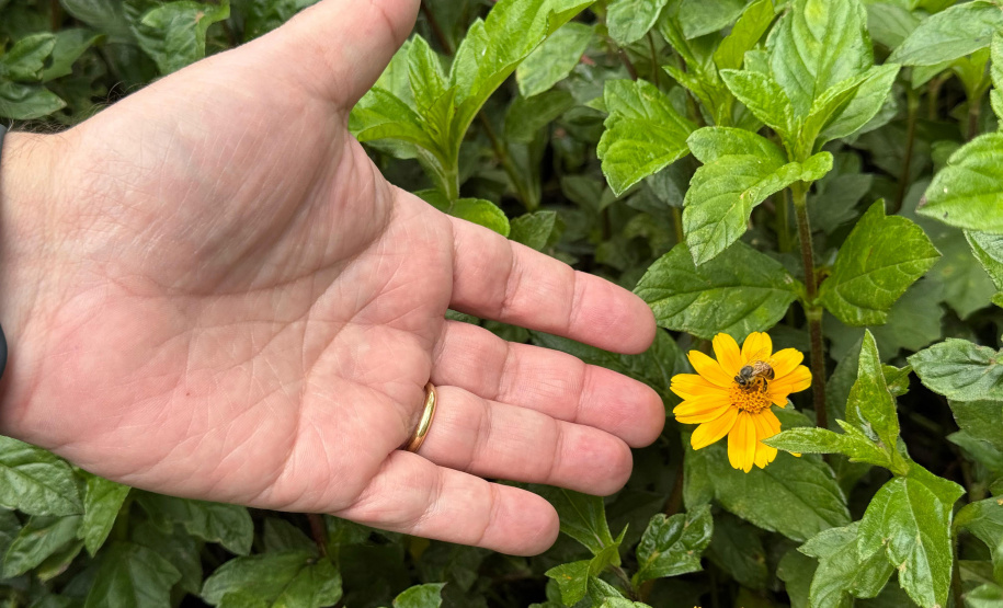 Startup que estuda própolis azul de Morretes é top 2 de  ranking da América Latina