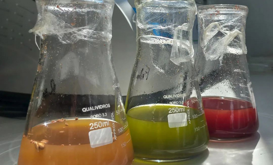 Startup que estuda própolis azul de Morretes é top 2 de  ranking da América Latina