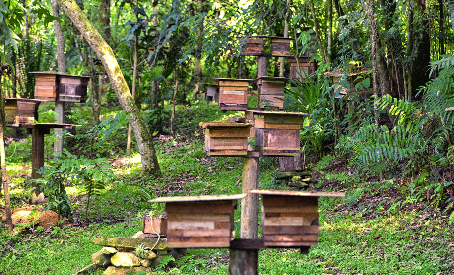 IAT POLINIZA PARANÁ