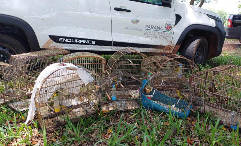 Regional do IAT em Umuarama apreendeu 14 pássaros criados de maneira irregular em Cruzeiro do Oeste, no Noroeste do Paraná