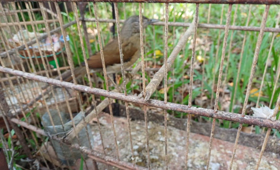 Regional do IAT em Umuarama apreendeu 14 pássaros criados de maneira irregular em Cruzeiro do Oeste, no Noroeste do Paraná