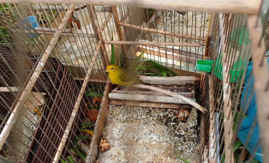 Regional do IAT em Umuarama apreendeu 14 pássaros criados de maneira irregular em Cruzeiro do Oeste, no Noroeste do Paraná
