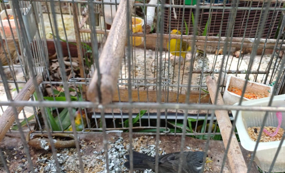 Regional do IAT em Umuarama apreendeu 14 pássaros criados de maneira irregular em Cruzeiro do Oeste, no Noroeste do Paraná