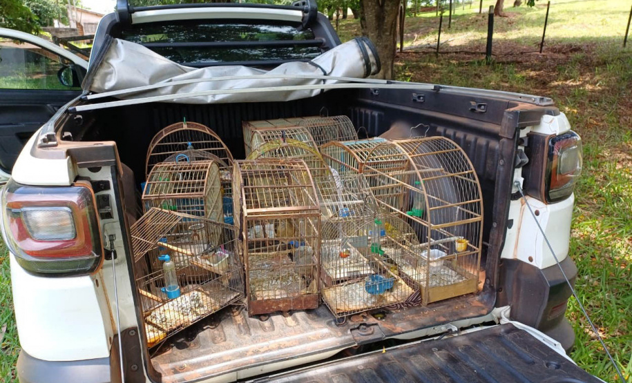 Regional do IAT em Umuarama apreendeu 14 pássaros criados de maneira irregular em Cruzeiro do Oeste, no Noroeste do Paraná