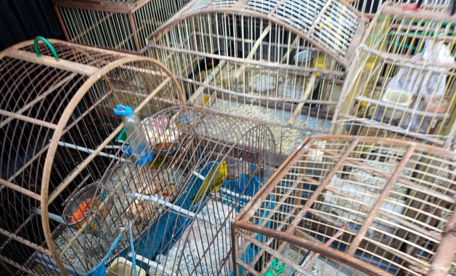 Regional do IAT em Umuarama apreendeu 14 pássaros criados de maneira irregular em Cruzeiro do Oeste, no Noroeste do Paraná