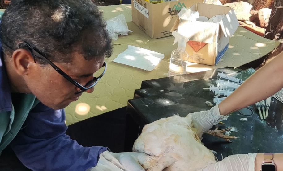 Adapar inicia ciclo de vigilância ativa contra Influenza Aviária e Doença de Newcastle no Paraná