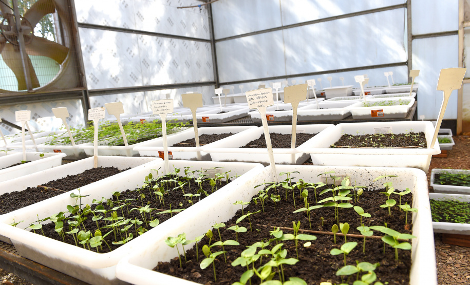 Paraná Mais Verde versão 2025 terá o início da reestruturação dos viveiros e laboratórios de sementes administrados pelo IAT