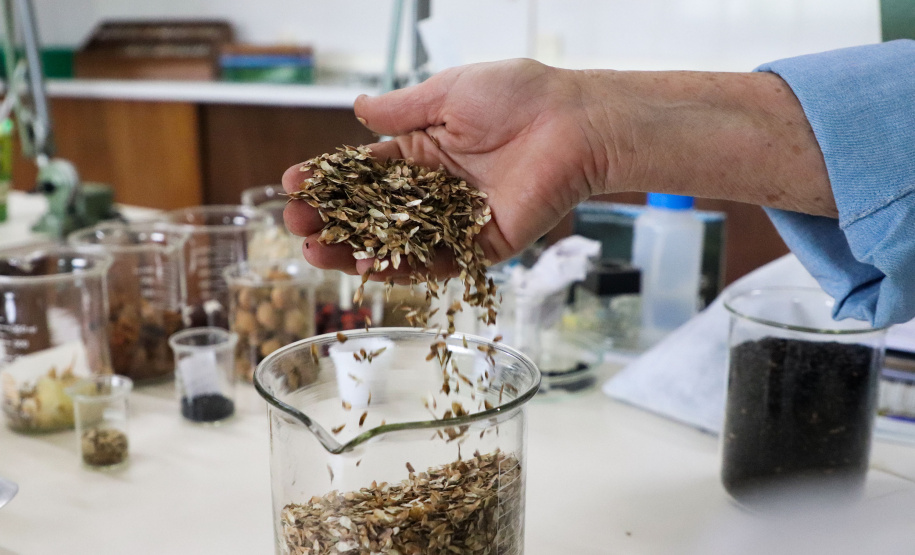 Paraná Mais Verde versão 2025 terá o início da reestruturação dos viveiros e laboratórios de sementes administrados pelo IAT
