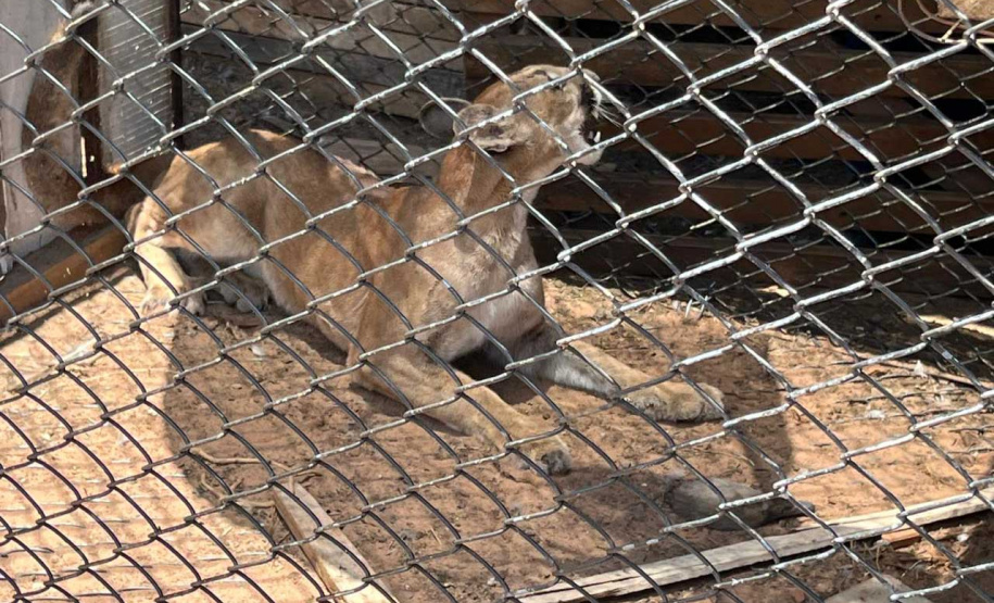 Técnicos do IAT fazem no mesmo dia resgate e soltura de filho de onça- parda em Umuarama