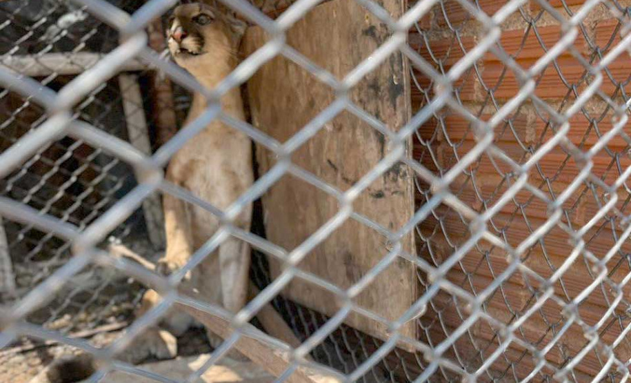 Técnicos do IAT fazem no mesmo dia resgate e soltura de filho de onça- parda em Umuarama