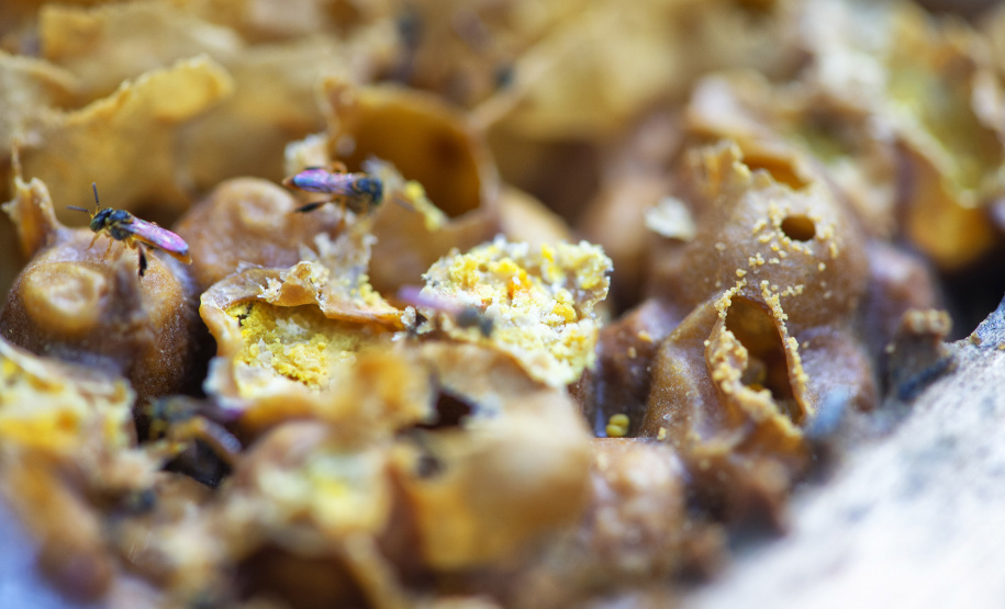 IAT POLINIZA PARANÁ